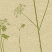 5060 Blumenwiese Graspapier 75cm 250 lfm
