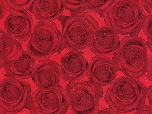 9000 Rosen rot/schwarz 75cm 330lfm