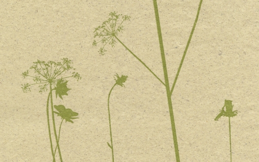5060 Blumenwiese Graspapier 75cm 250 lfm